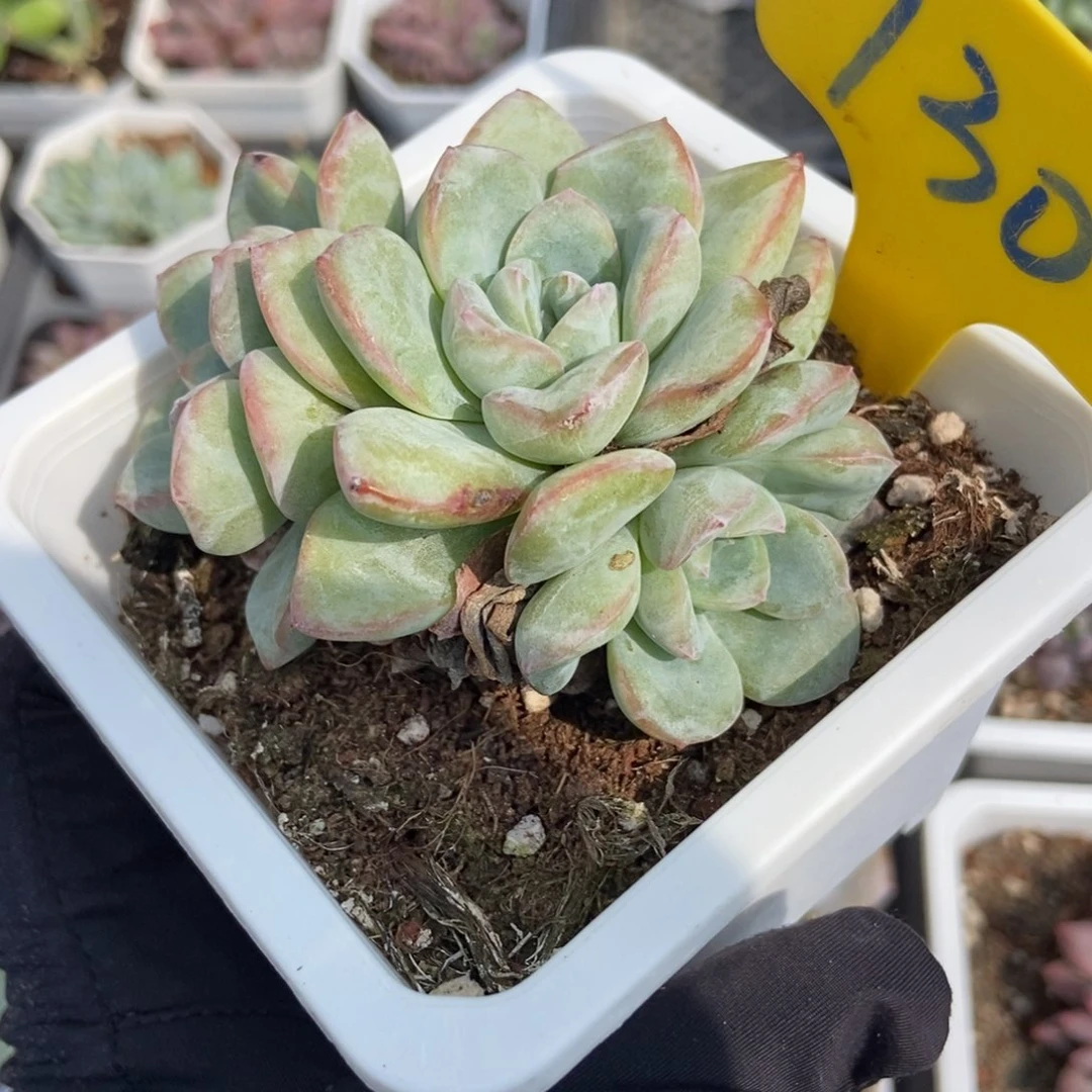 730泡芙多肉植物保护