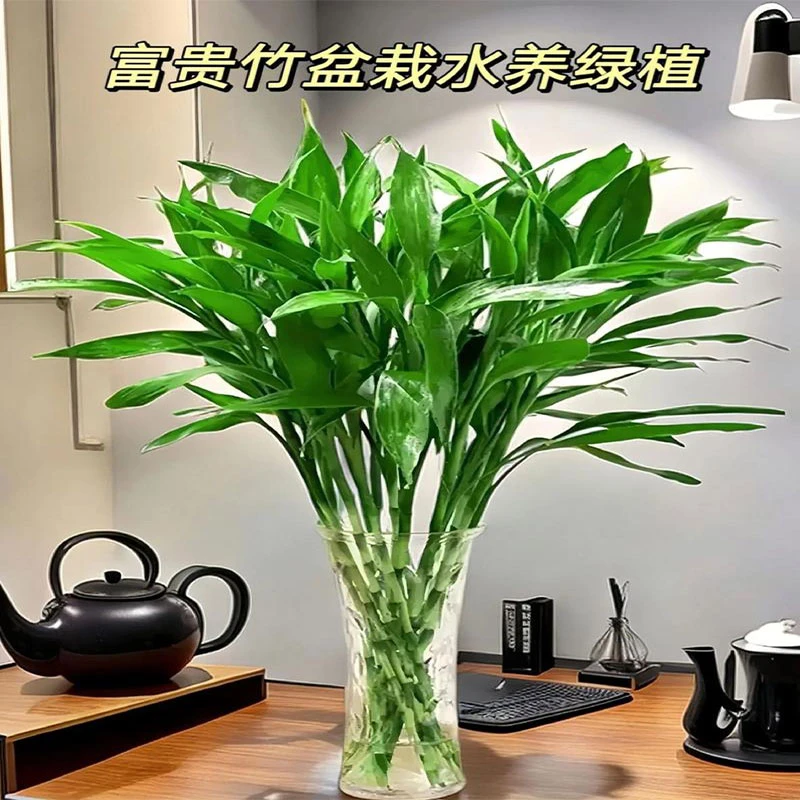 旅人蕉吊钟兰花草办公室薄荷富贵竹粗竹植物大宽叶绿植节