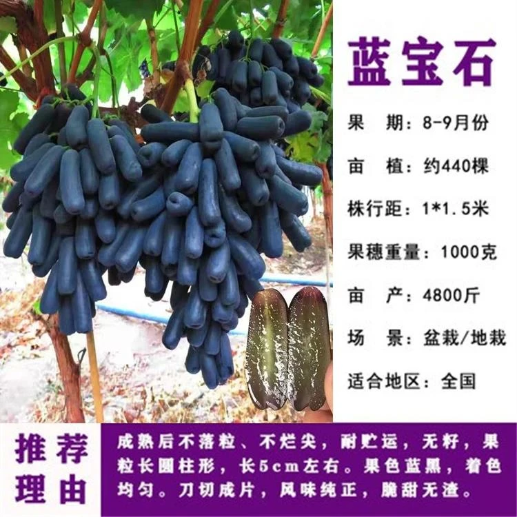 阳光玫瑰葡萄树苖蓝宝石培育巨峰苗木挂果易活寒香葡萄苗果树果苗