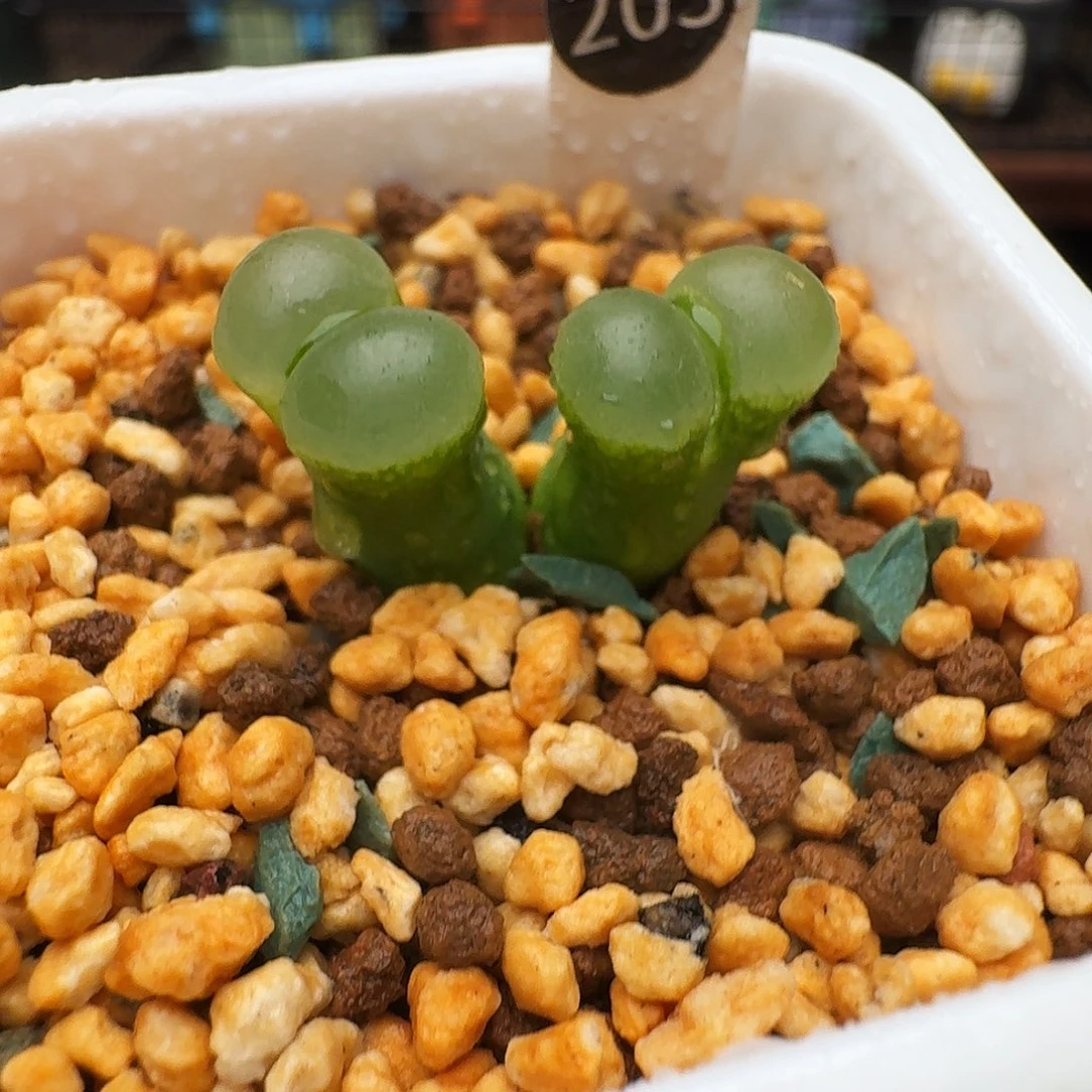 多肉植物福利风铃203香蕉风铃