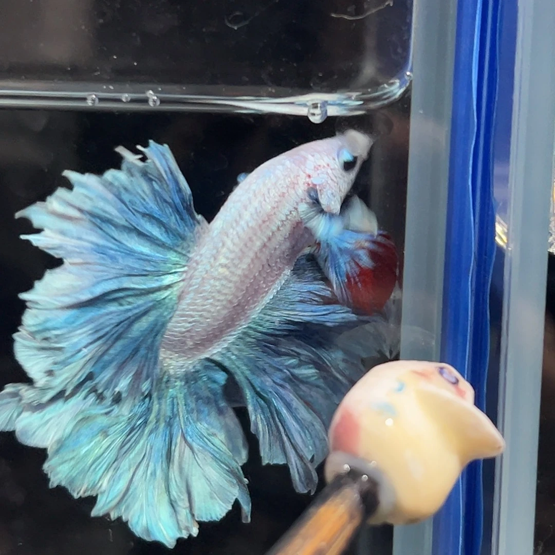 斗鱼21号特殊色绣球