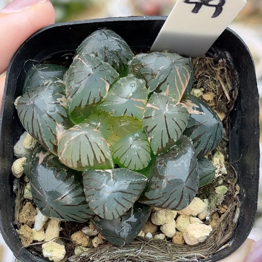 美***599om玉露锦福利专场