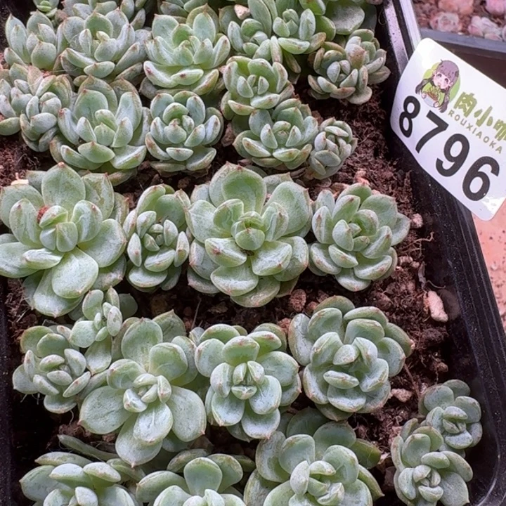 去***～多肉植物多肉植物