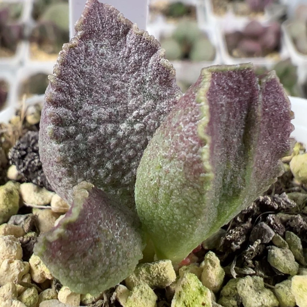 w颗粒款实生新品多肉植物