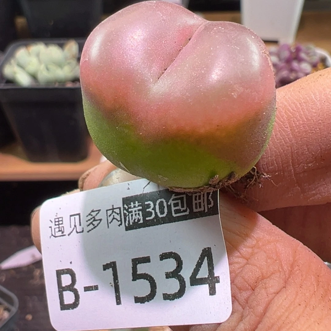 多肉植物111111111111