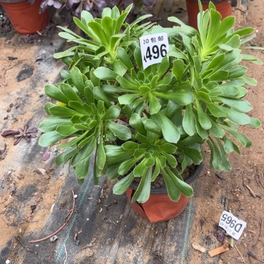 496原始绿不包断枝