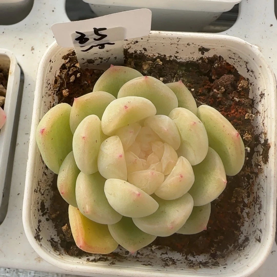 35开播福利绿荫财富密码