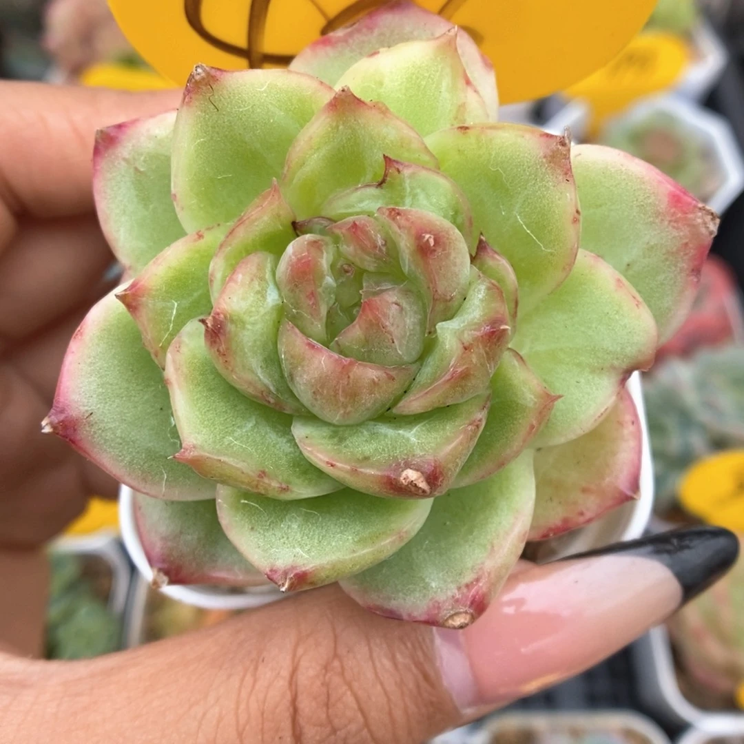 珍妮锦可拍406号。