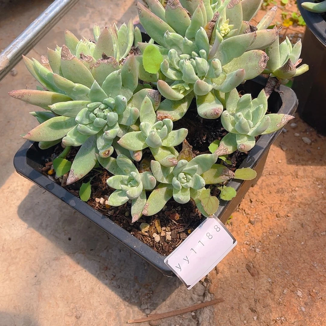 八*?老桩仙女杯yy1188
