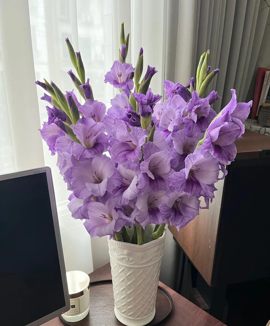 紫色舞会剑兰5支/10支 节节高 花期长 云南鲜花基地直发