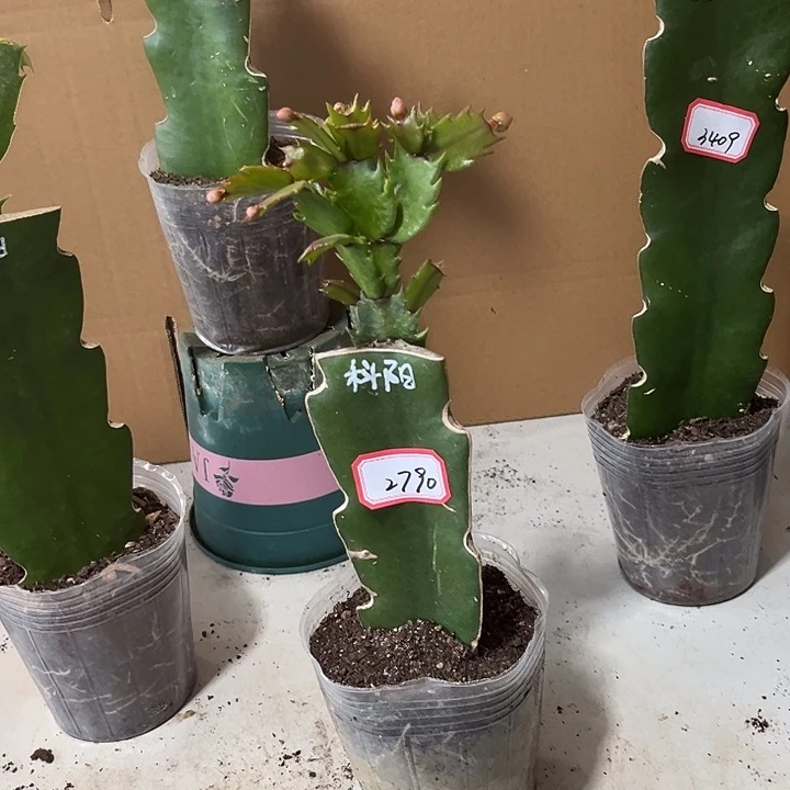 用***7当前无花朵，栽培后可花朵科阳