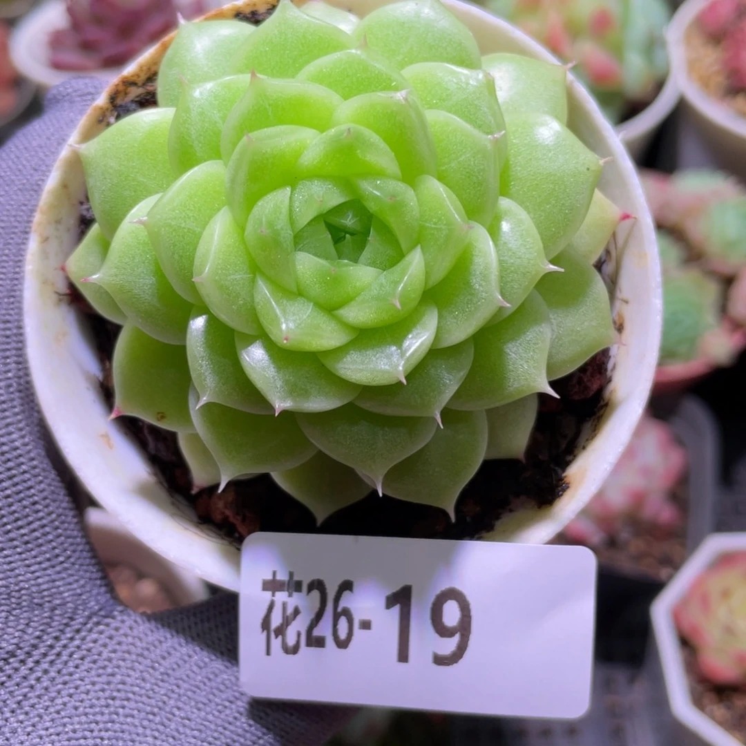 花利美26-19麦秆