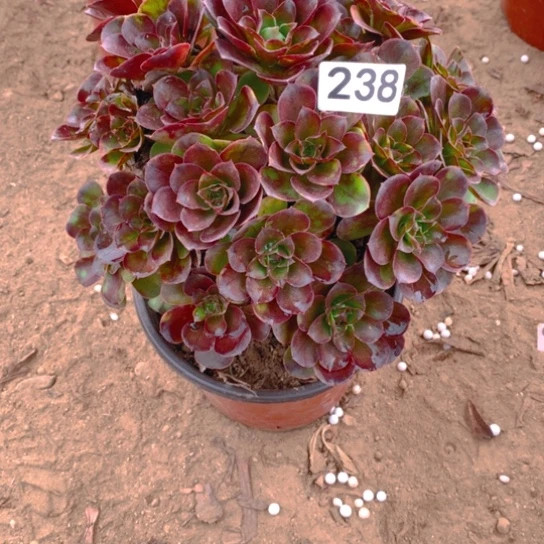 无花朵238多肉植物媚金玫瑰