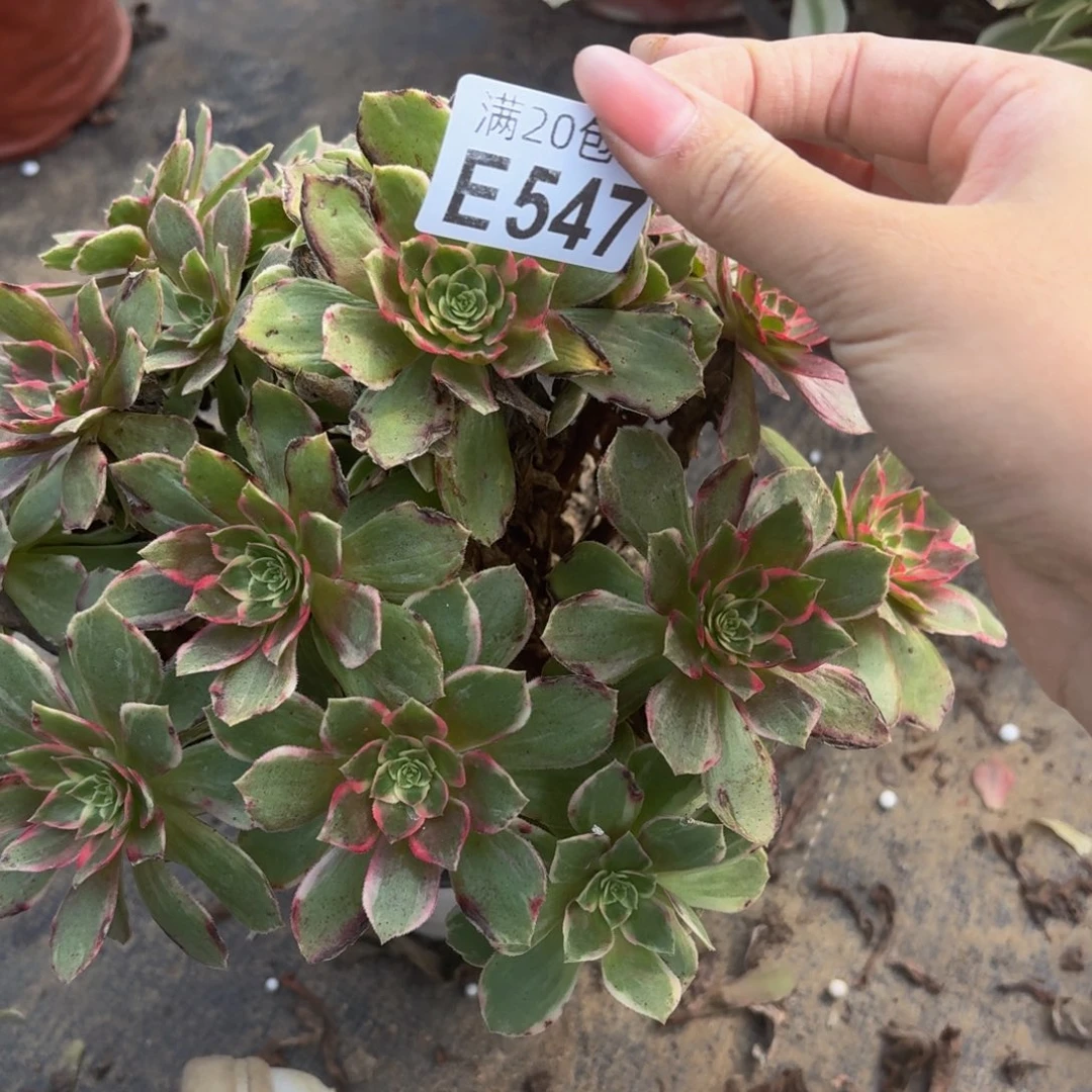 547多肉植物捧花的