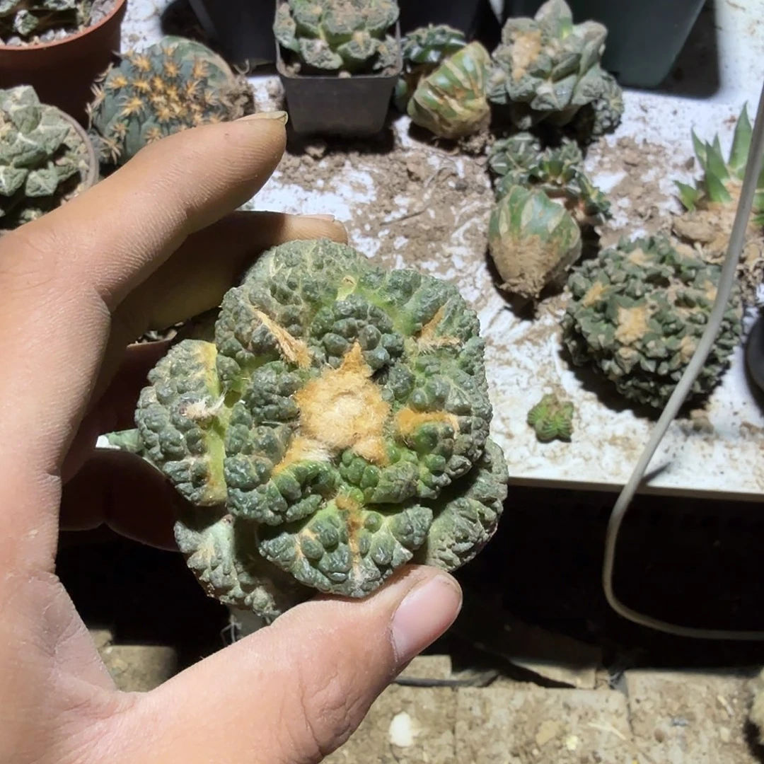 龟甲牡丹仙人球开花