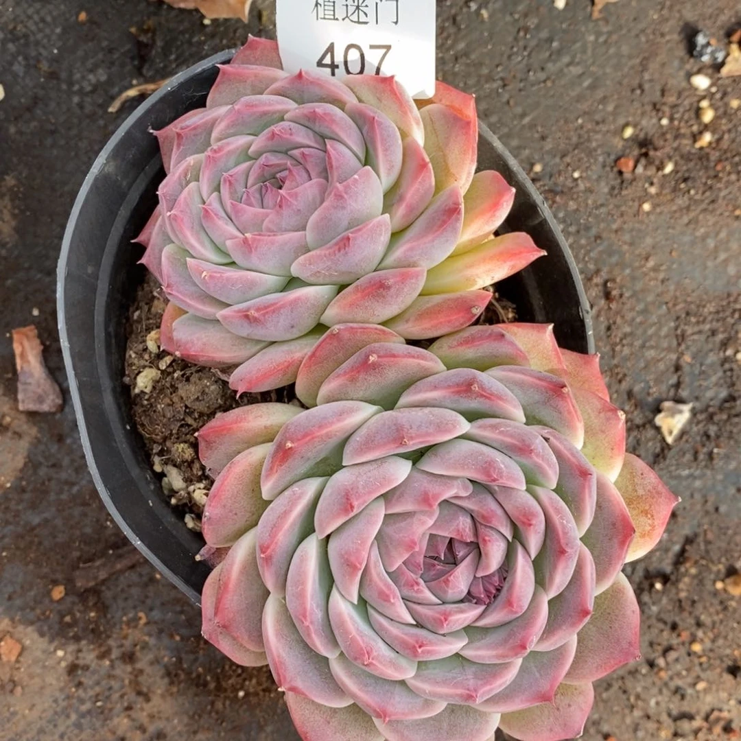 紫*杂交精品多肉407散~特