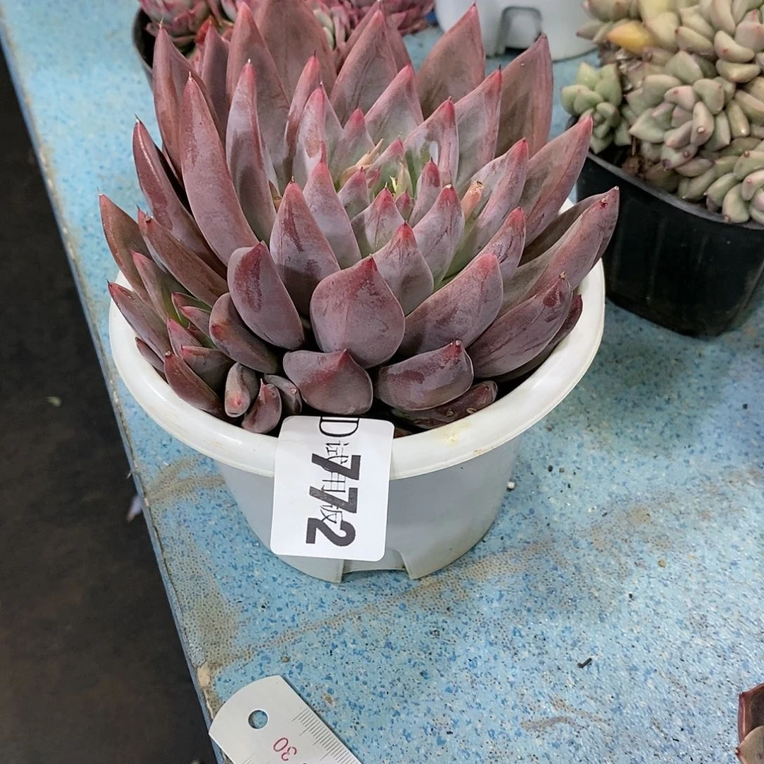 云****6772圣徒多肉植物