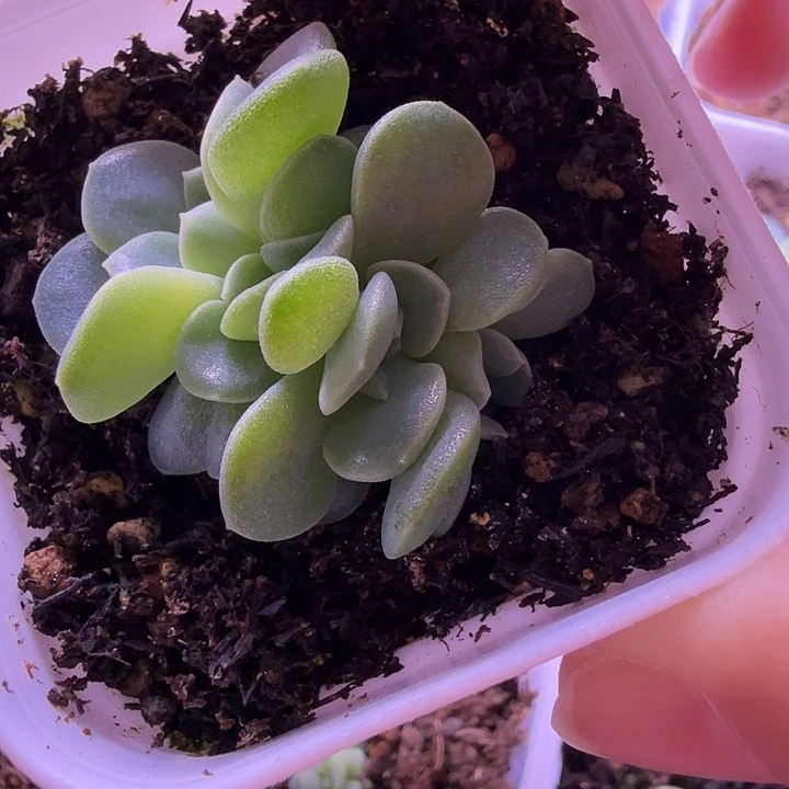 甜吖叶插苗一物一拍