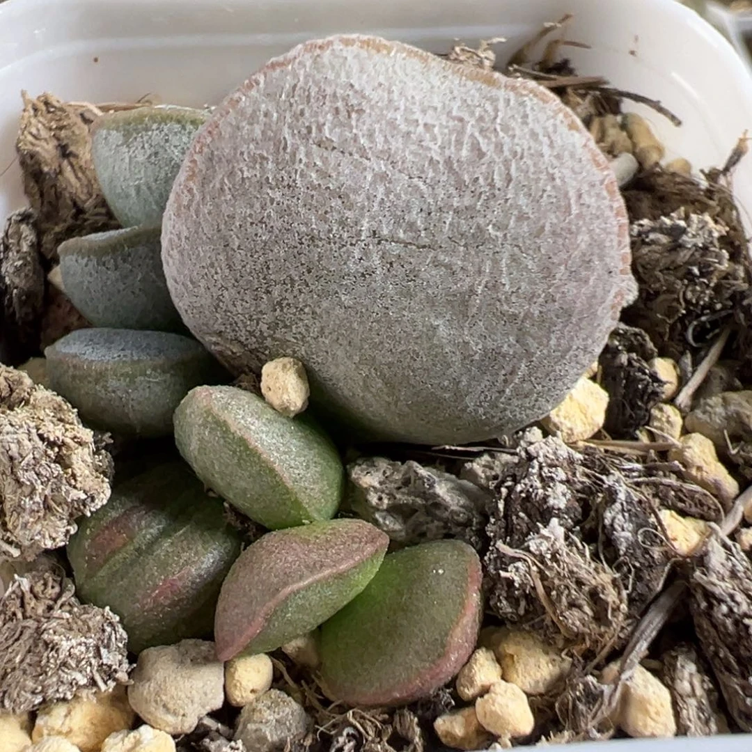 白月光大苗多肉植物水泡多肉植物