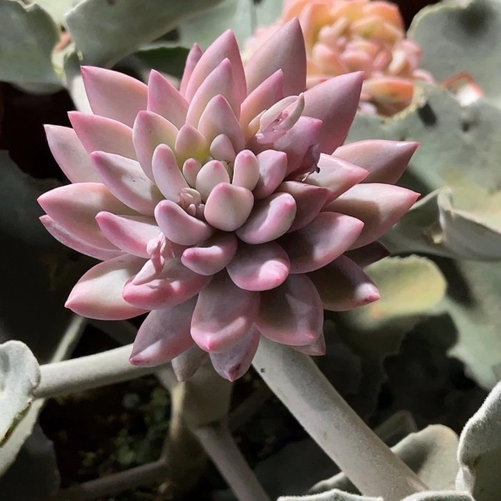 流沙体美人锦一物一拍