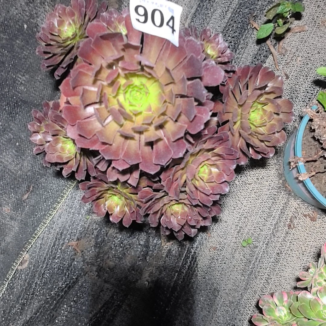 904萝莉花花3-23法师