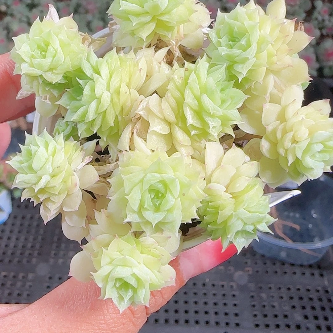 0923-39麦秆优选不包整