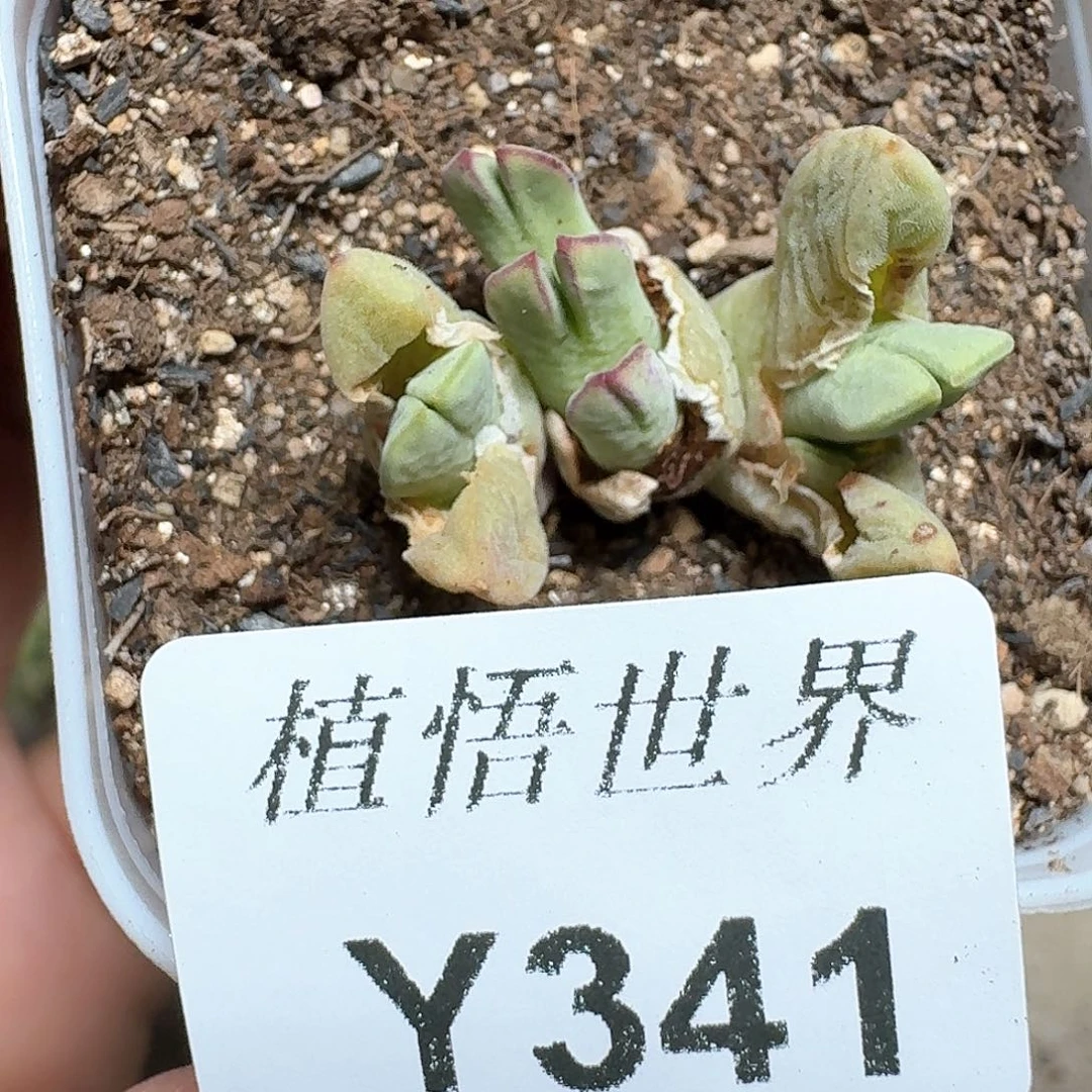 334厚德载物哇哇v
