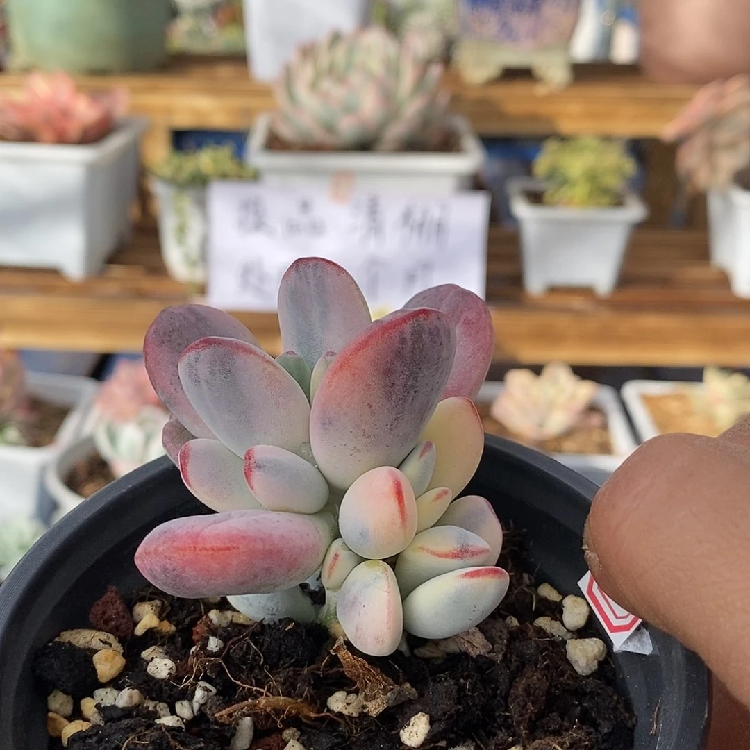 2720 乒乓福娘锦