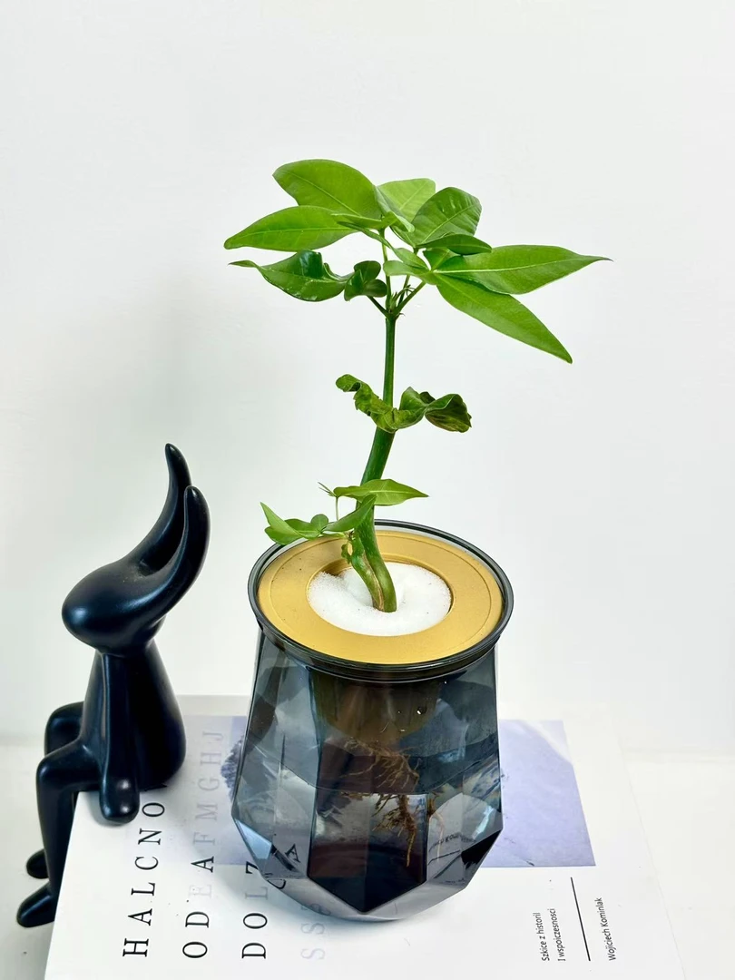 奇趣造型迷你水培发财树室内绿植适合办公桌客厅摆放好养植物