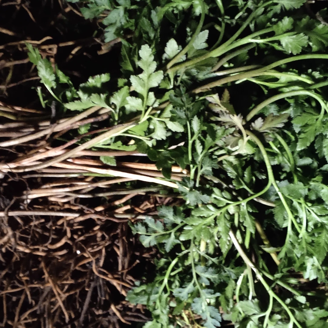 湖南鲜阴地蕨一朵云春花细辛不见阴地厥独脚金鸡包邮