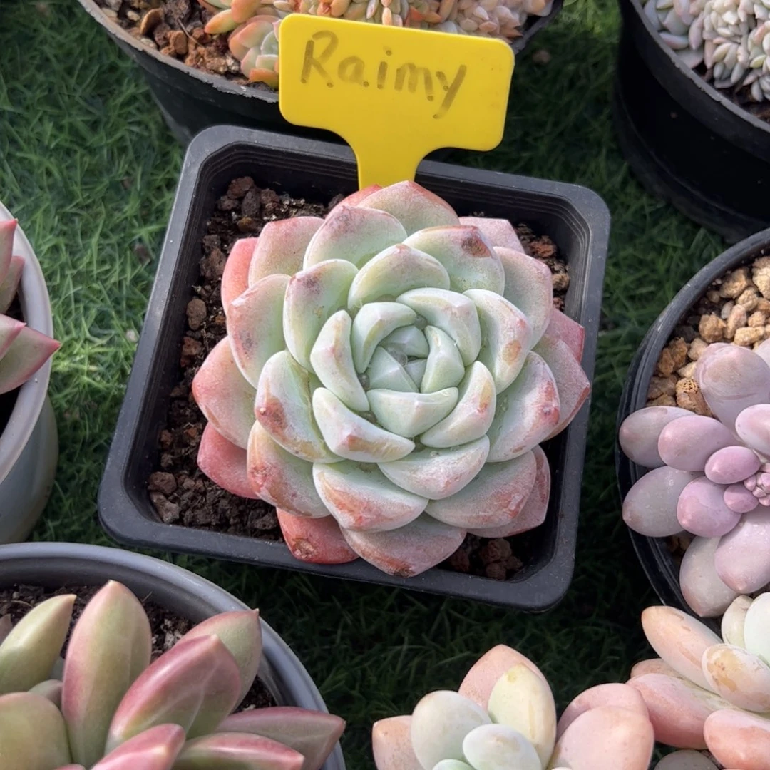 冰玉多肉植物保护研究所