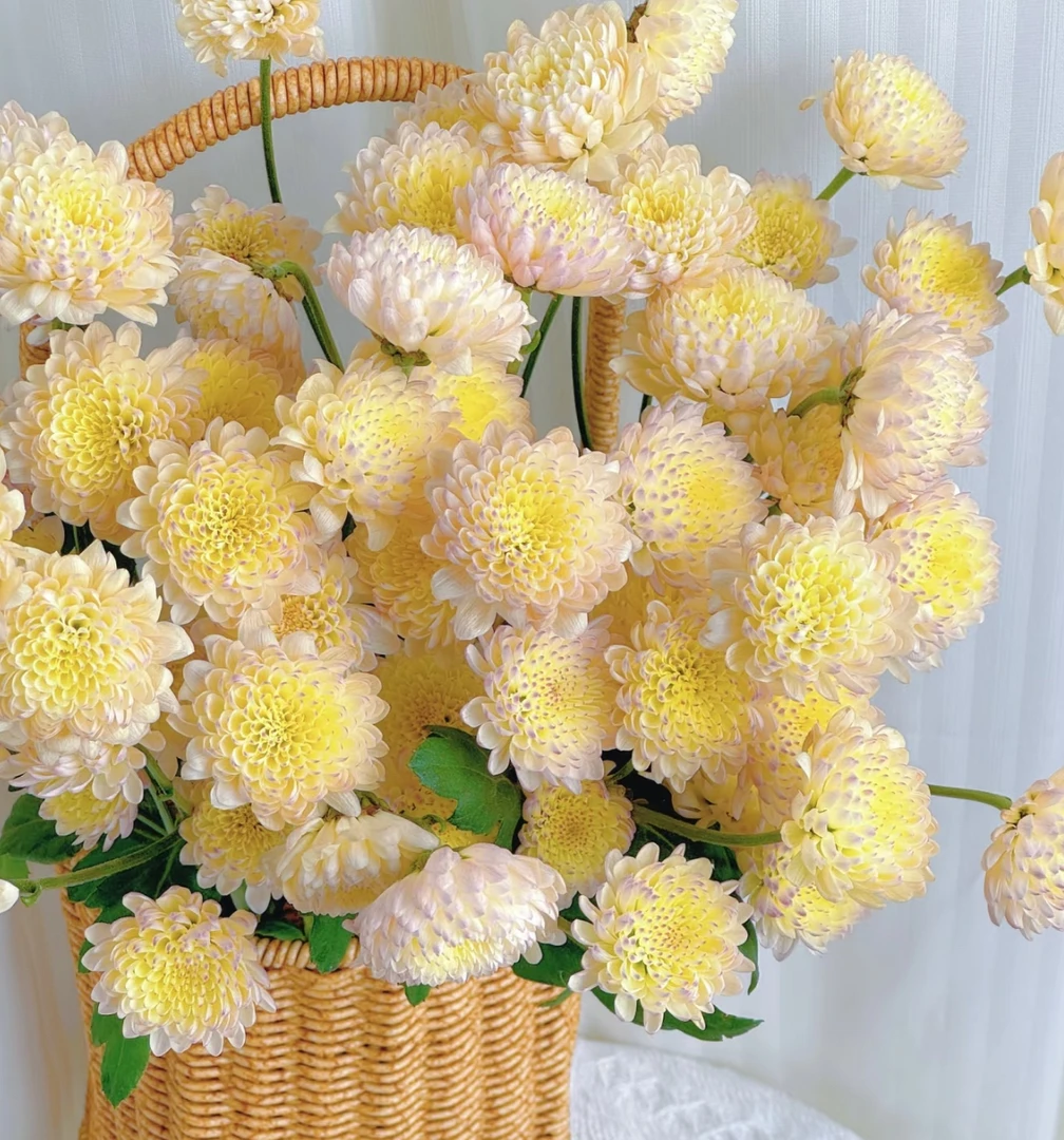 【宝莲灯小菊10支】（2单顺丰包邮）