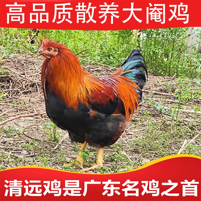 大鸡 精选山地放养一年土鸡大阉鸡