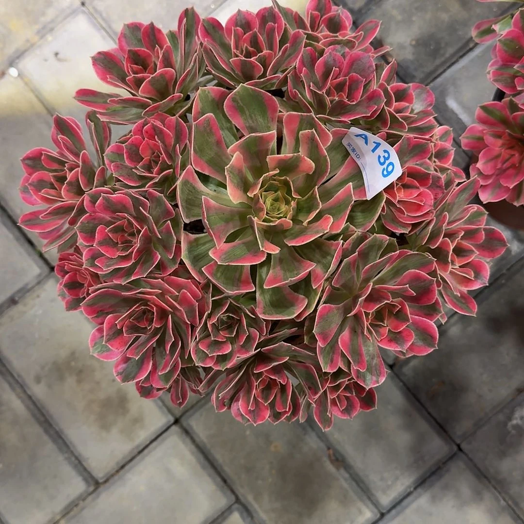 139粉女妖33333冠服26左右