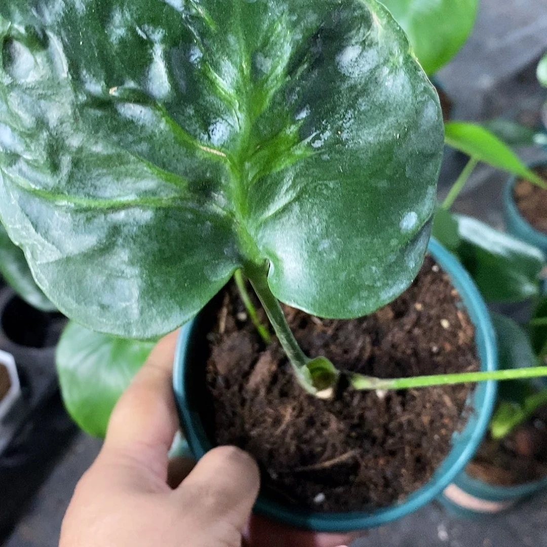 小***年完全开放变异锦化龟背竹