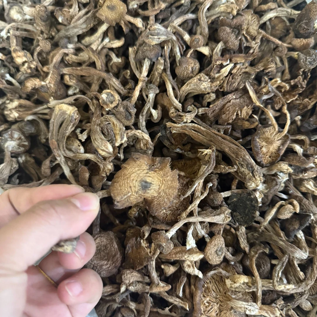 老杨寻民间干蘑菇（白蘑）一斤/袋～抖音