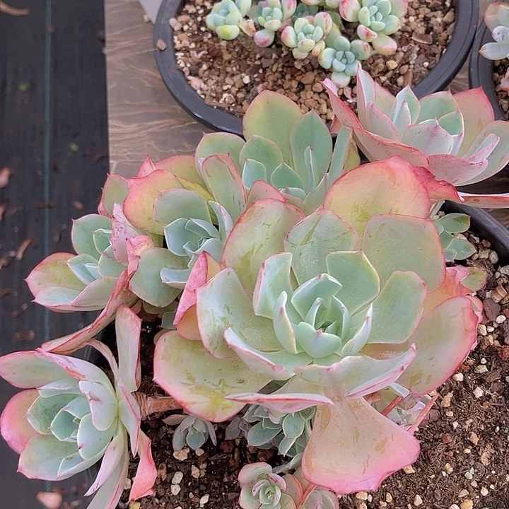 白玫瑰23130多肉植物