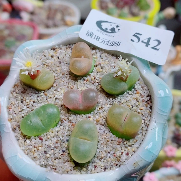 生石花花花花花开了542