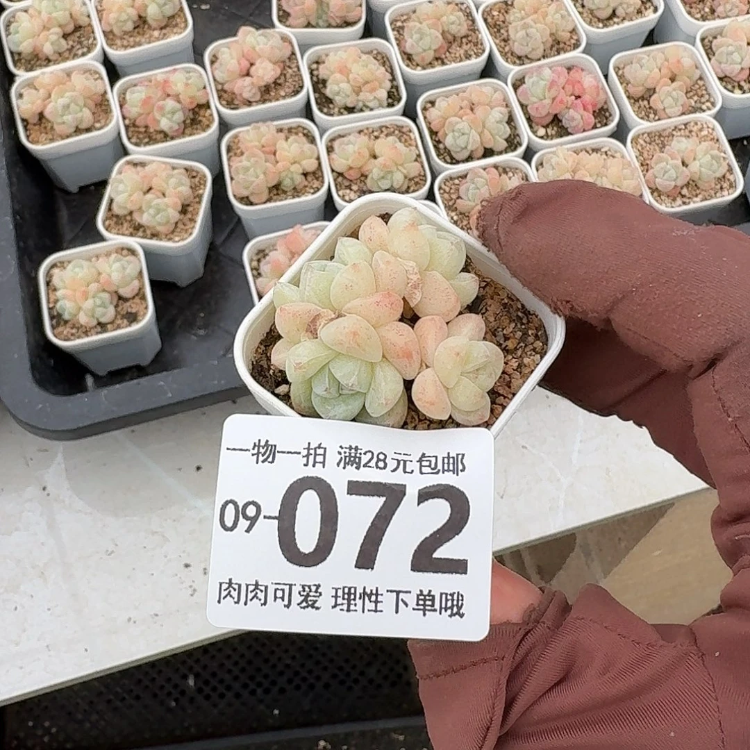 冰玉无盆土发货无盆土发货无，