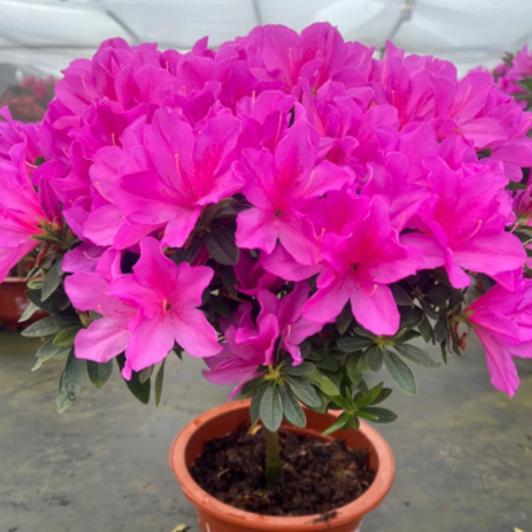 杜鹃花盆栽耐寒植物室内外阳台庭院花卉