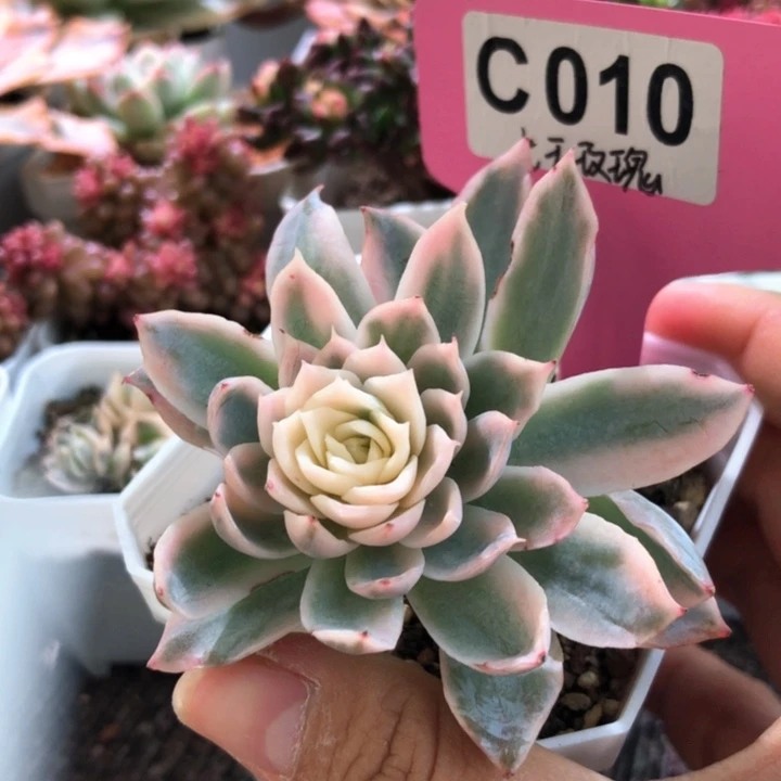 女王玫瑰覆轮锦有根