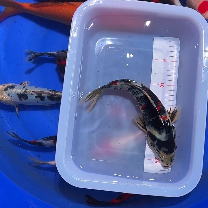 海水锦鲤的尾巴和尾巴
