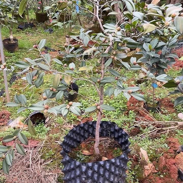 完全开放九拐十八弯