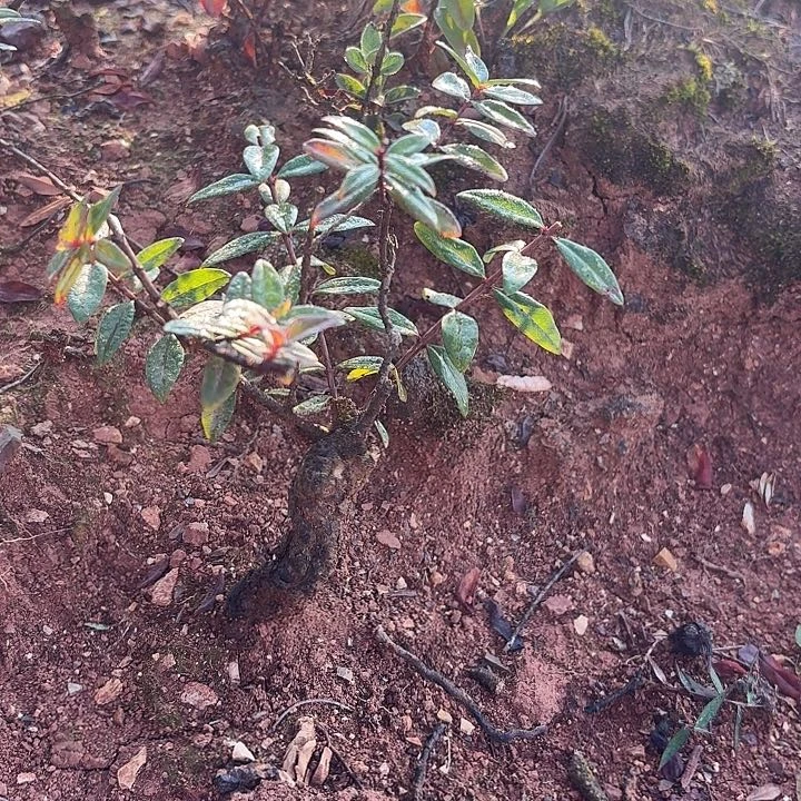 当前无花栽培后可以开花