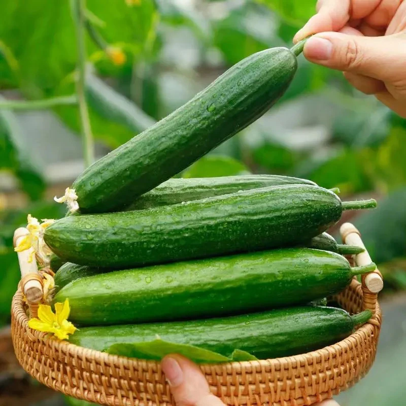 【特价抢5斤】小黄瓜青瓜黄瓜水果小黄瓜黄瓜新鲜小黄瓜黄瓜