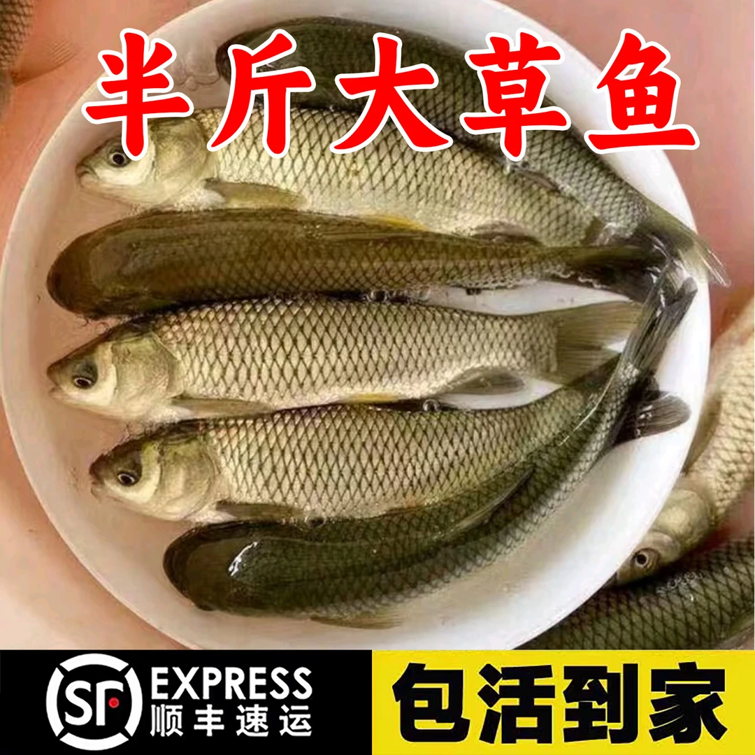 草鱼活鱼淡水养殖食用活体饲料鱼皖鱼小草鱼批发特大草鱼包活耐活