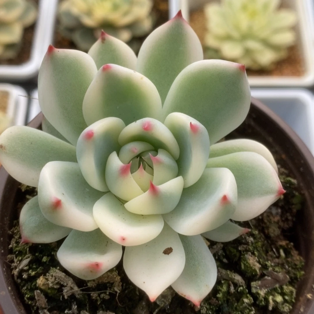 659锦锦锦锦锦锦锦锦