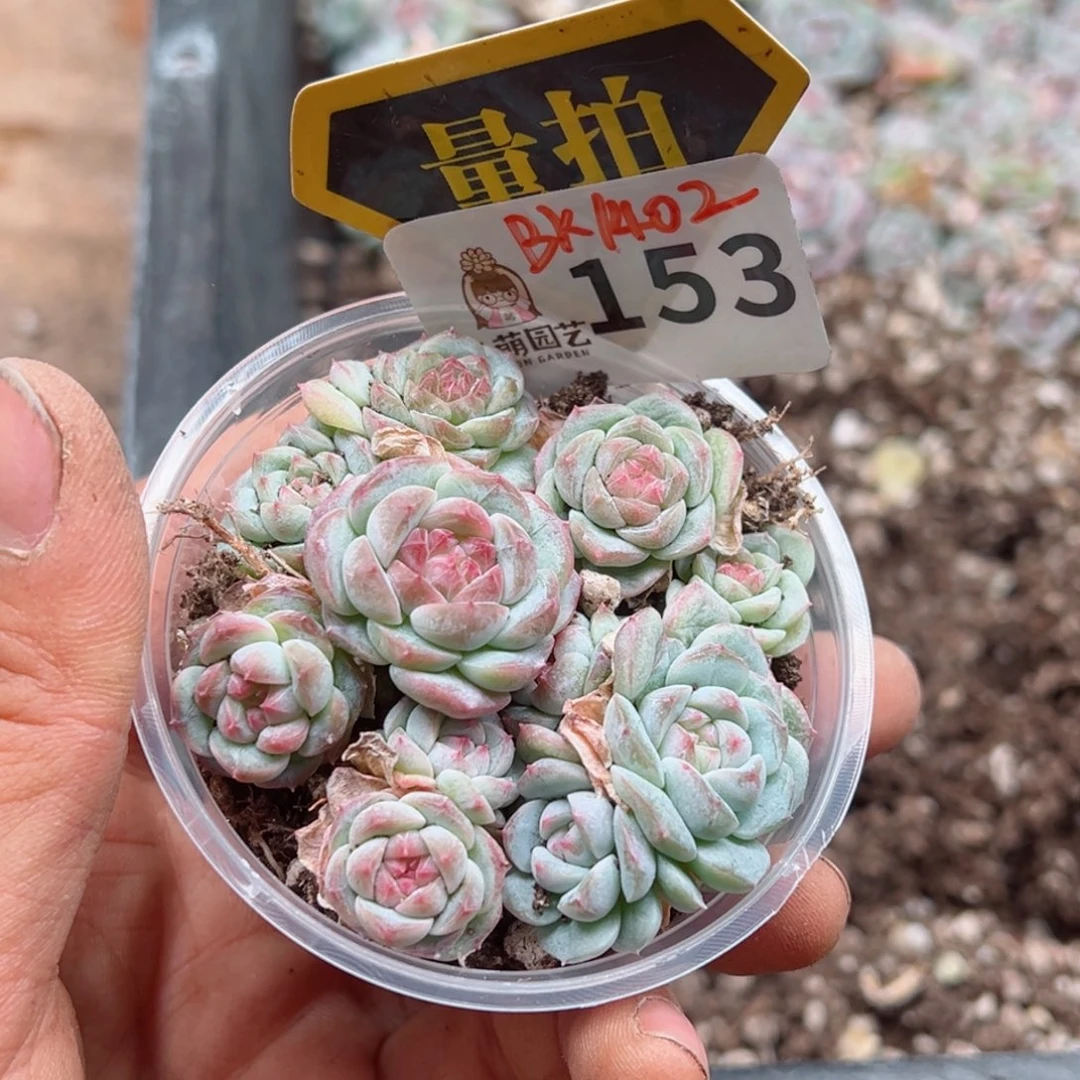 多肉植物多肉植物