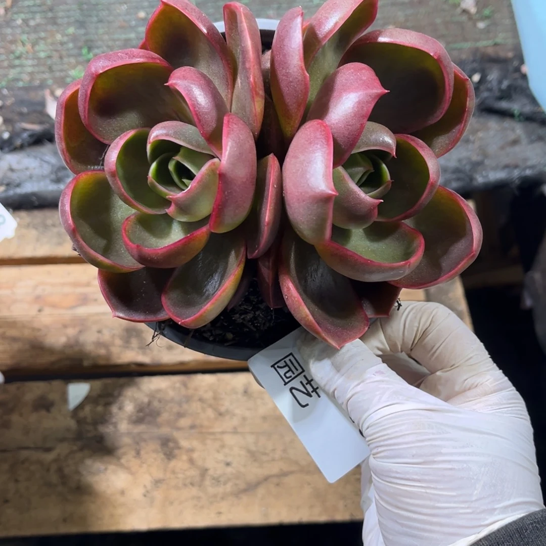 526红灯多肉植物……