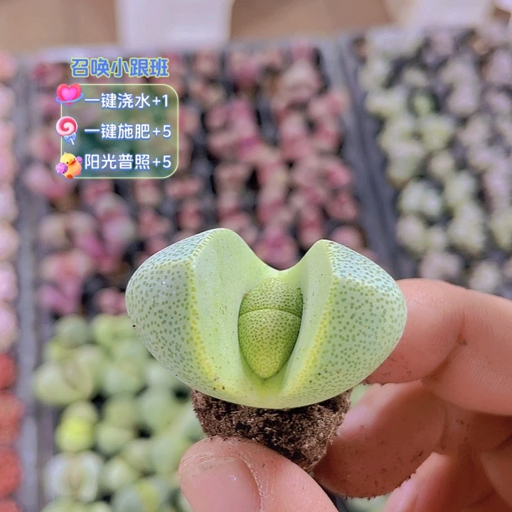 【满10颗包邮】绿元宝